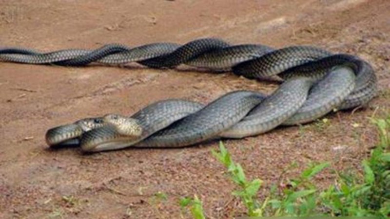 Nằm mơ thấy rắn đ&aacute;nh con g&igrave; khi thấy hai con rắn quấn v&agrave;o nhau