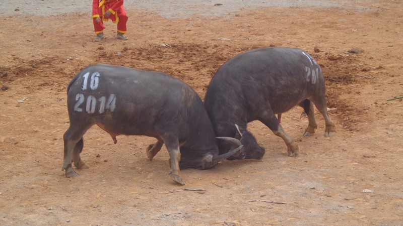 Ngủ mơ thấy tr&acirc;u h&uacute;c nhau lụm con đề n&agrave;o?