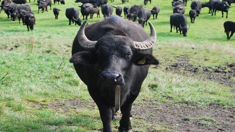 Nằm mơ thấy tr&acirc;u đ&aacute;nh l&ocirc; đề số n&agrave;o hiệu quả dễ tr&uacute;ng